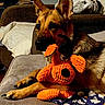 dog, german_shepherd, puppy, pointy_ears, brown_fur, black_muzzle, dark_eyes, lying_down, couch, stuffed_animal, orange_toy, plush_toy, toy_bear, indoor, living_room, blanket, pillow, pet, portrait, cozy