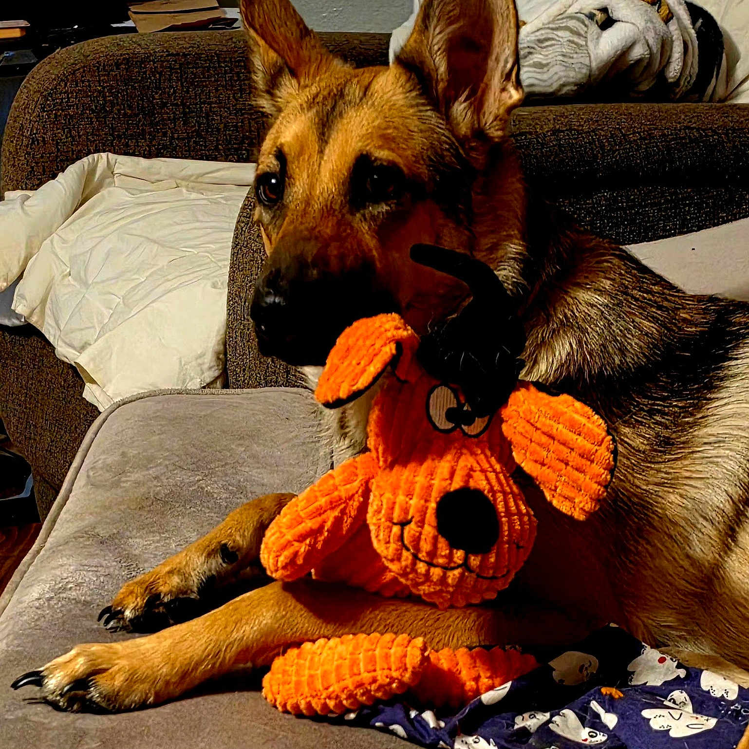 Raven Moon is registered to the contest to win money with this photo: dog, german_shepherd, puppy, pointy_ears, brown_fur, black_muzzle, dark_eyes, lying_down, couch, stuffed_animal, orange_toy, plush_toy, toy_bear, indoor, living_room, blanket, pillow, pet, portrait, cozy