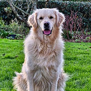 Tara a rejoint le concours — aidez-le/la à gagner de superbes lots ! dog, golden_retriever, grass, outdoor, nature, pet, animal, fur, sitting, tongue_out, happy, canine, garden, tree, shrub, greenery, daylight, portrait, friendly, cute