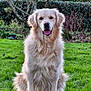 dog, golden_retriever, grass, outdoor, nature, pet, animal, fur, sitting, tongue_out, happy, canine, garden, tree, shrub, greenery, daylight, portrait, friendly, cute