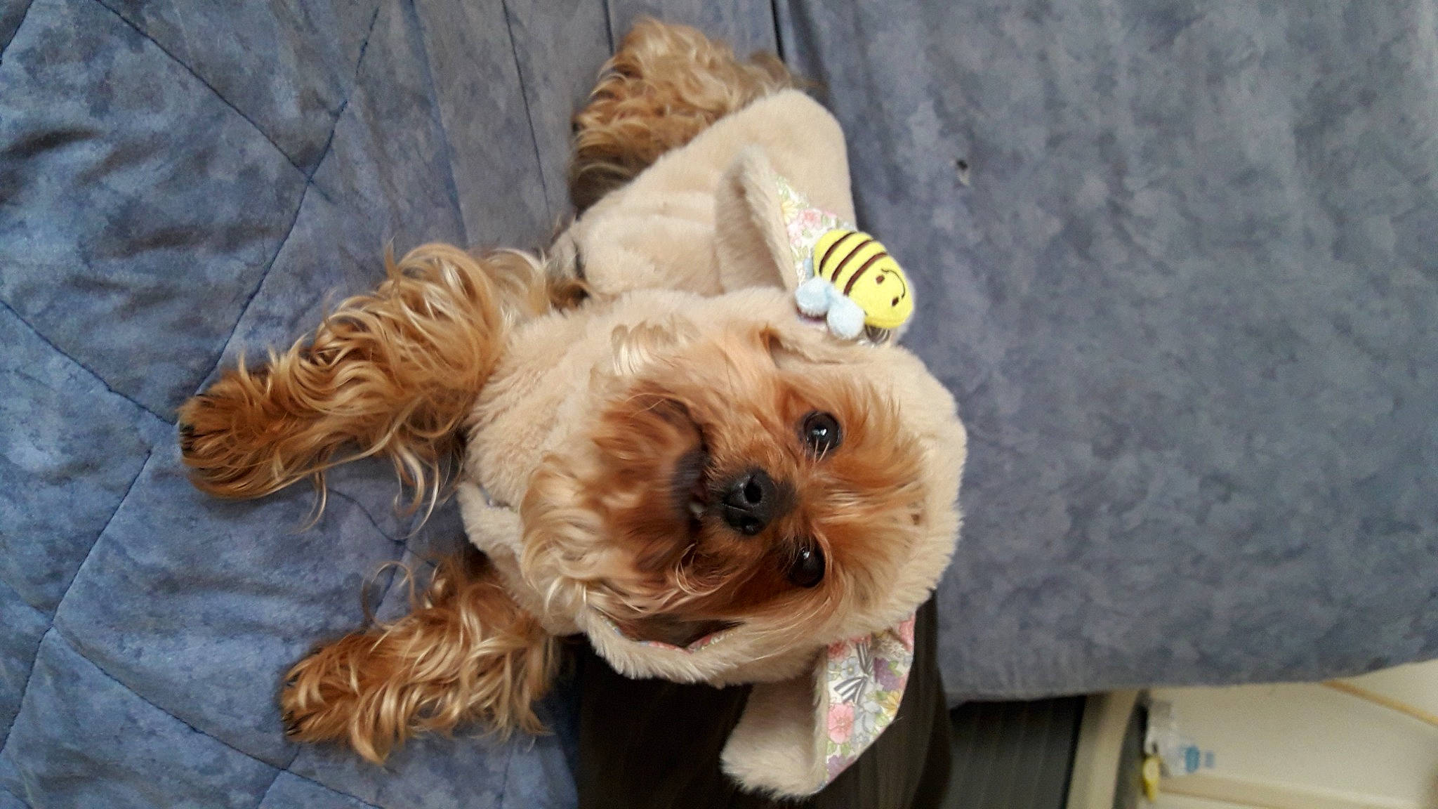 Djessy participe au concours pour gagner de l'argent avec cette photo : canidae, carnivore, companion_dog, dog, dog_breed, dog_clothes, dog_collar, dog_supply, fawn, fur, labradoodle, liver, small_terrier, snout, sporting_group, terrier, toy, toy_dog, working_animal, yorkipoo