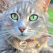 Maggie is registered to the contest to win money with this photo: animal, brick_wall, cat, closeup, collar, ears, feline, garden, gray_cat, green_eyes, heart_tag, looking_at_camera, nature, nose, outdoor, paws, pendant, pet, portrait, whiskers