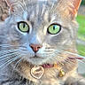 animal, brick_wall, cat, closeup, collar, ears, feline, garden, gray_cat, green_eyes, heart_tag, looking_at_camera, nature, nose, outdoor, paws, pendant, pet, portrait, whiskers
