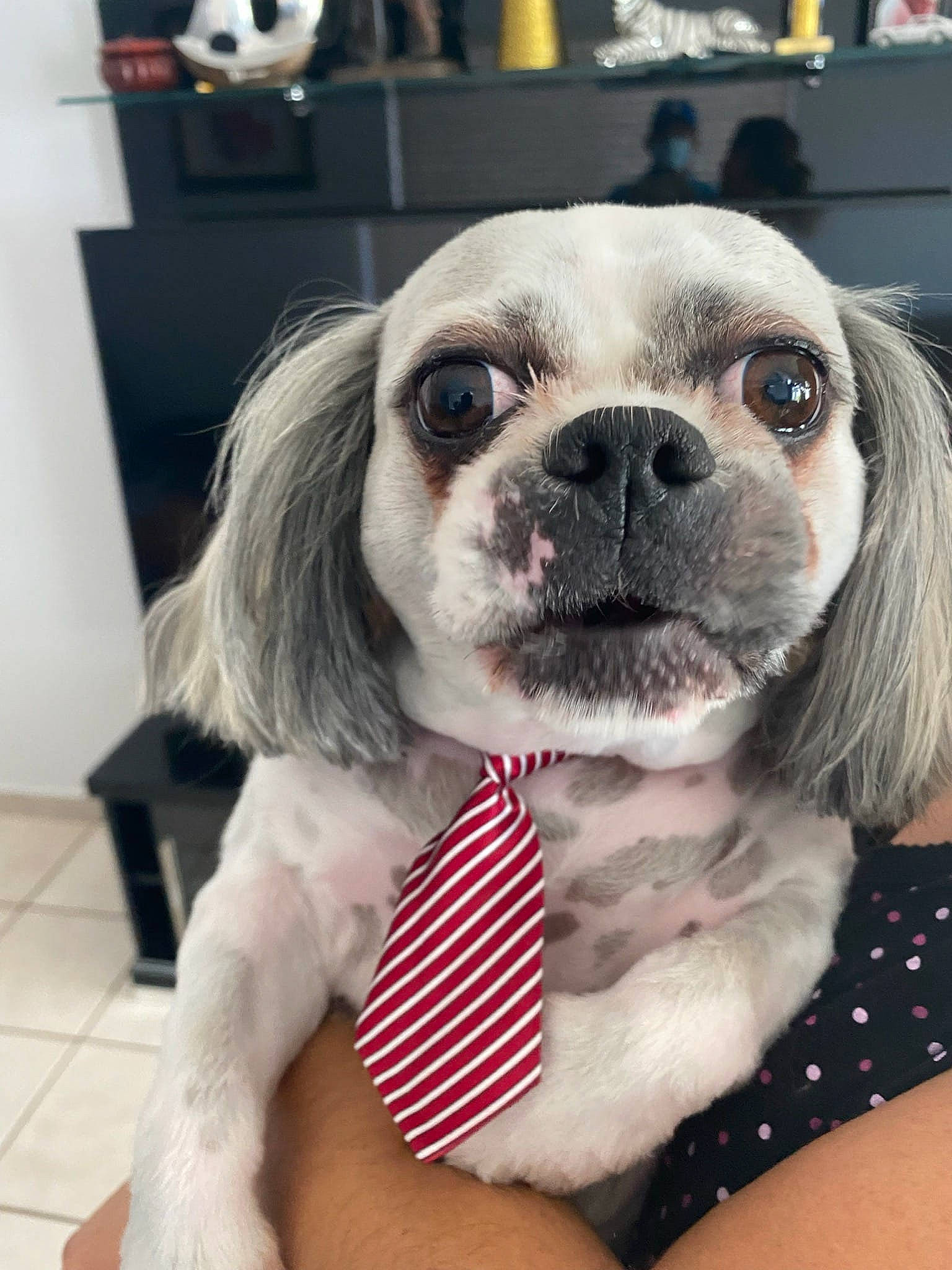 Coco joined the competition — help win amazing prizes! carnivore, collar, companion_dog, dog, dog_breed, dog_clothes, dog_collar, dog_supply, eye, fawn, flooring, fur, happy, leash, puppy_love, snout, sunglasses, toy_dog, whiskers, working_animal