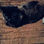 Elvis joined the competition — help win amazing prizes! animal, black_cat, brown_surface, cat, close_up, cozy, domestic, ears, eyes, feline, fur, indoor, lying_down, pet, quiet, resting, shadow, sleepy, texture, whiskers