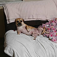 Tugboat joined the competition — help win amazing prizes! beige_wall, blanket, blind, canine, comfortable, couch, cozy, dog, domestic_animal, fur, furniture, home, indoor, lying_down, pet, pink_blanket, relaxed, resting, snoopy, window