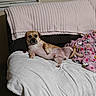 beige_wall, blanket, blind, canine, comfortable, couch, cozy, dog, domestic_animal, fur, furniture, home, indoor, lying_down, pet, pink_blanket, relaxed, resting, snoopy, window