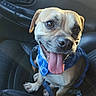 Tugboat is registered to the contest to win money with this photo: animal, blue_harness, canine, car_door, car_interior, closeup, companion, cute, daylight, dog, domestic_animal, happy, leather, pet, seat, seatbelt, smiling, tongue_out, travel, window