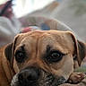 Tugboat is registered to the contest to win money with this photo: animal, black_nose, brown_fur, close_up, companion, cozy, cute, dog, ears, expression, face, indoors, paws, pet, portrait, relaxed, resting, sleepy, soft_light, whiskers