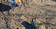 Tugboat is registered to the contest to win money with this photo: amphibian, animal, brown_dog, closeup, curious, daylight, dirt, dog, face, frog, ground, mammal, nature, outdoor, pet, shadow, snout, sunlight, texture, wildlife