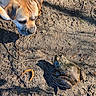 amphibian, animal, brown_dog, closeup, curious, daylight, dirt, dog, face, frog, ground, mammal, nature, outdoor, pet, shadow, snout, sunlight, texture, wildlife