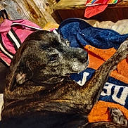 Lil Bitty joined the competition — help win amazing prizes! dog, brindle, pet, blanket, orange_blanket, blue_blanket, couch, pink_bag, resting, senior_dog, paw, fur, nose, eye, indoor, cozy, lounging, portrait, sleepy, home