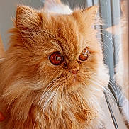 Rita participe au concours pour gagner de l'argent avec cette photo : amber_eyes, animal, cat, close_up, cute, domestic_animal, feline, fluffy, fur, indoor, looking_out, majestic, orange, persian_cat, pet, portrait, reflection, soft_light, whiskers, window