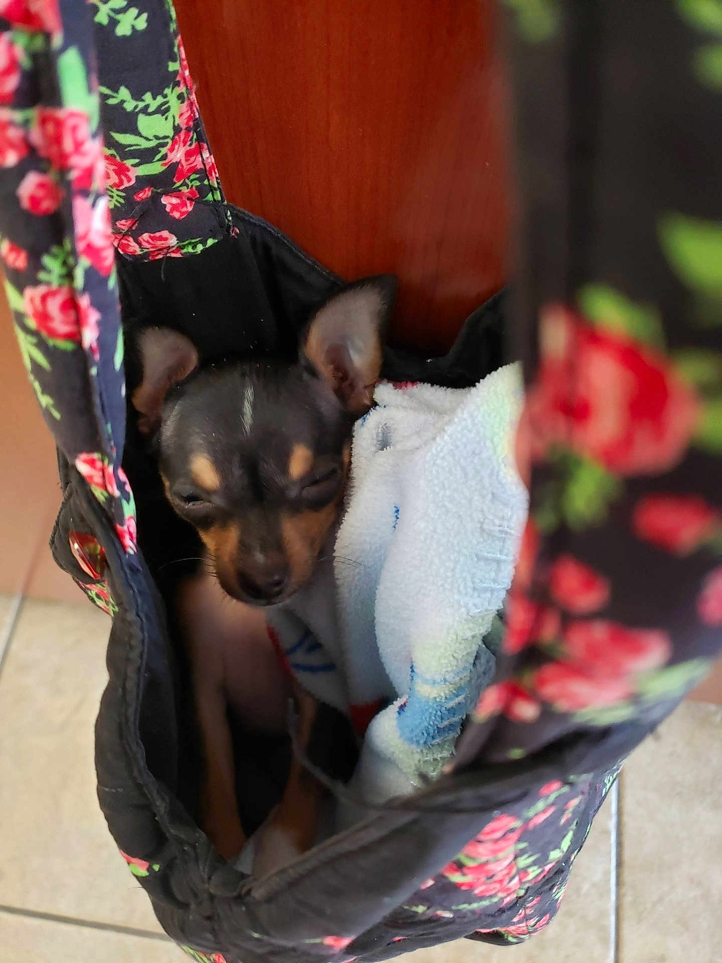 Tippy is registered to the contest to win money with this photo: puppy, dog, bag, towel, floral_pattern, sleepy, cozy, small_dog, indoor, tile_floor, black_dog, brown_markings, ears, cute, pet, resting, blanket, soft, close_up, young_dog