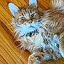cat, ginger_cat, maine_coon_like, fluffy_fur, whiskers, paw, ears, yellow_eyes, collar, hardwood_floor, indoor, pet, relaxed, close_up, portrait, tufted, cute, domestic_animal, long_hair, lying_down