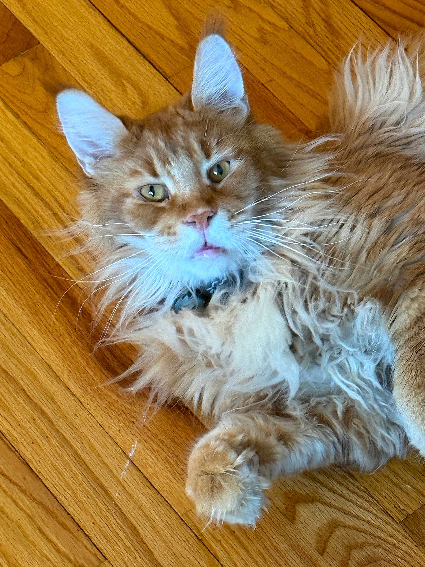 Leo joined the competition — help win amazing prizes! cat, ginger_cat, maine_coon_like, fluffy_fur, whiskers, paw, ears, yellow_eyes, collar, hardwood_floor, indoor, pet, relaxed, close_up, portrait, tufted, cute, domestic_animal, long_hair, lying_down