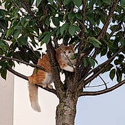 Hibana participe au concours pour gagner de l'argent avec cette photo : cat, tree, leaves, branch, outdoor, animal, pet, fur, orange_cat, white_cat, nature, curious, climbing, adventure, daylight, sky, trunk, wildlife, cute, alert