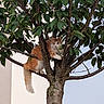 cat, tree, leaves, branch, outdoor, animal, pet, fur, orange_cat, white_cat, nature, curious, climbing, adventure, daylight, sky, trunk, wildlife, cute, alert
