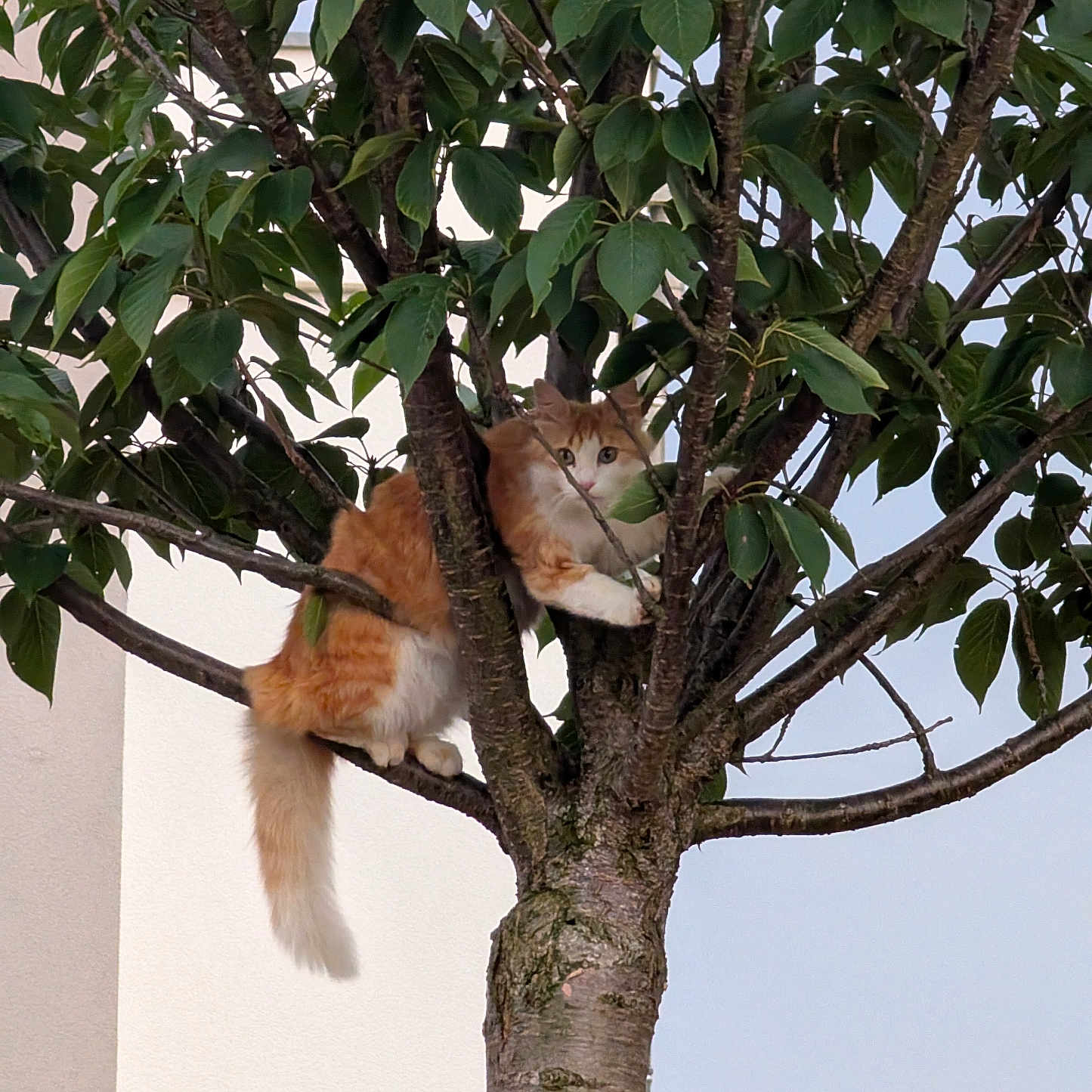 Hibana participe au concours pour gagner de l'argent avec cette photo : cat, tree, leaves, branch, outdoor, animal, pet, fur, orange_cat, white_cat, nature, curious, climbing, adventure, daylight, sky, trunk, wildlife, cute, alert