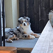 Storme is registered to the contest to win money with this photo: animal, australian_shepherd, blue_eyes, calm, canine, concrete, cute, dog, domestic_animal, fluffy, fur, looking_at_camera, lying_down, outdoor, pet, porch, puppy, resting, wooden_fence, young_dog