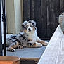 animal, australian_shepherd, blue_eyes, calm, canine, concrete, cute, dog, domestic_animal, fluffy, fur, looking_at_camera, lying_down, outdoor, pet, porch, puppy, resting, wooden_fence, young_dog