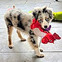Storme is registered to the contest to win money with this photo: puppy, dog, blue_eyes, plush_toy, indoor, floor_tiles, playful, curious, fluffy, pet, animal, young_dog, colorful, toy, cute, standing, fur, spot, domestic_animal, adorable