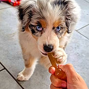 Storme is registered to the contest to win money with this photo: puppy, dog, blue_eyes, chew_toy, hand, playing, tiles, floor, toy, fur, cute, pet, indoor, animal, young, whiskers, paw, nose, ears, tail