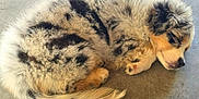 Storme is registered to the contest to win money with this photo: puppy, sleeping, dog, curled_up, fluffy, fur, pet, animal, cute, resting, young_dog, adorable, canine, laying_down, domestic_animal, tail, paw, peaceful, snout, ears
