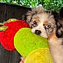 Storme is registered to the contest to win money with this photo: puppy, dog, blue_eyes, plush_toy, caterpillar_toy, colorful, soft_texture, close_up, cute, pet, animal, fur, outdoor, greenery, background, adorable, face, snout, playful, young_dog