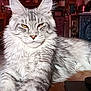 Athéna participe au concours pour gagner de l'argent avec cette photo : animal, background_objects, cat, close_up, cozy, domestic_cat, feline, fluffy, indoor, large_ears, long_fur, pet, portrait, relaxed, resting, silver_tabby, striped_fur, whiskers, wooden_surface, yellow_eyes
