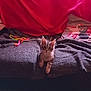 blanket, cat, cat_toy, couch, cozy, cup, curious, decor, domestic_animal, feline, home, indoor, kitten, living_room, pet, pillow, red_cover, relaxed, tile_floor, wooden_table
