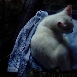 Blanche Neige participe au concours pour gagner de l'argent avec cette photo : carnivore, cat, claw, comfort, darkness, domestic_short_haired_cat, eye, felidae, fur, grey, nap, paw, photo_caption, sleep, small_to_medium_sized_cats, snout, tail, whiskers