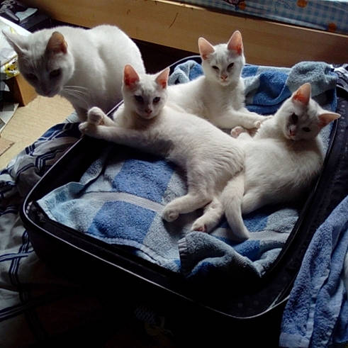 Blanche Neige participe au concours pour gagner de l'argent avec cette photo : animal_shelter, carnivore, cat, cat_supply, comfort, domestic_short_haired_cat, fang, felidae, fur, linens, mammal, paw, pet_supply, photograph, small_to_medium_sized_cats, snout, tail, vertebrate, whiskers