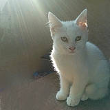 Blanche Neige participe au concours pour gagner de l'argent avec cette photo : carnivore, cat, domestic_short_haired_cat, felidae, fur, paw, small_to_medium_sized_cats, snout, tail, whiskers