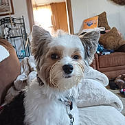 Maxmillion joined the competition — help win amazing prizes! dog, pet, indoor, couch, blanket, collar, tag, fur, ears, face, home, living_room, sunlight, cozy, brown, white, black, cute, animal, domestic