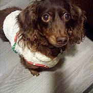 Elsa is registered to the contest to win money with this photo: dog, pet, brown_dog, small_dog, indoor, floor, wooden_floor, sweater, clothing, cute, animal, looking_up, ears, fur, canine, companion, domestic_animal, friendly, adorable, curious