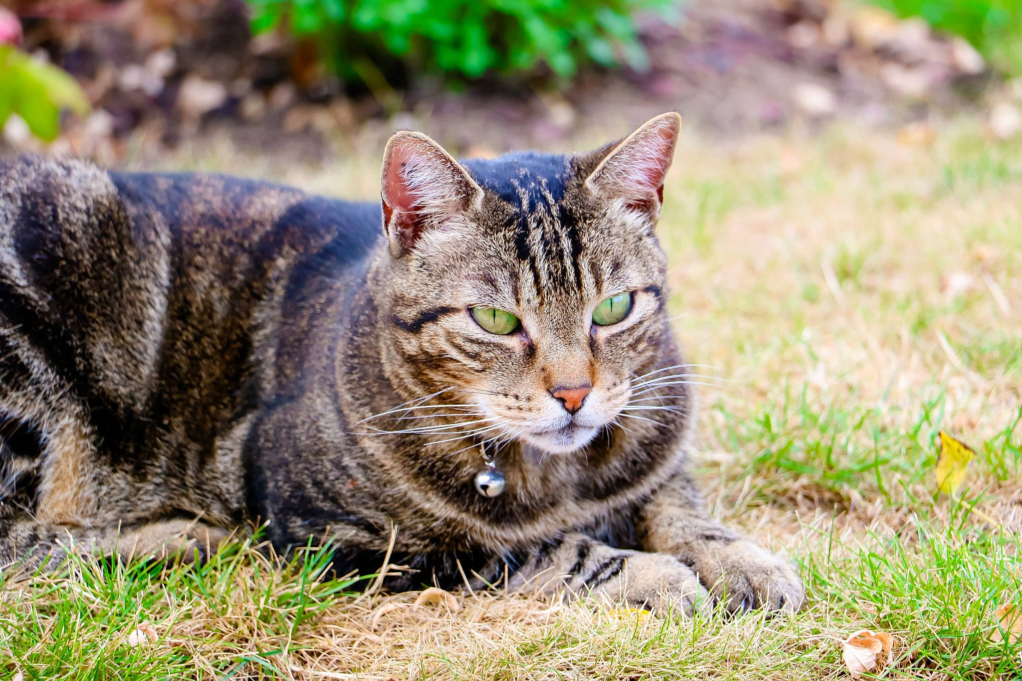 Bacchus a rejoint le concours — aidez-le/la à gagner de superbes lots ! bobcat, carnivore, cat, domestic_short_haired_cat, eye, felidae, fur, grass, groundcover, lynx, plant, sitting, small_to_medium_sized_cats, snout, soil, terrestrial_animal, tree, whiskers, wildlife