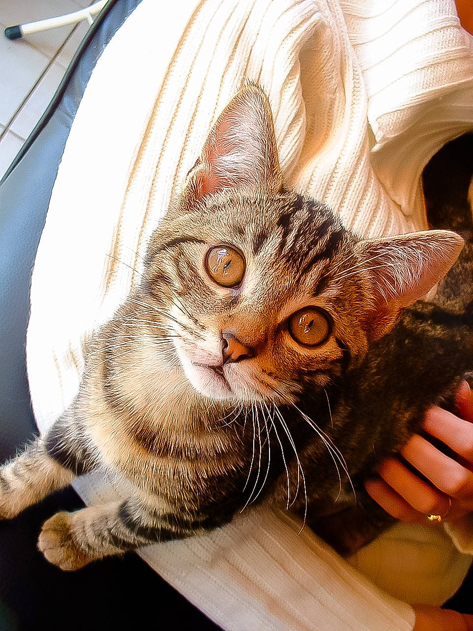 Bacchus participe au concours pour gagner de l'argent avec cette photo : carnivore, cat, claw, comfort, domestic_short_haired_cat, ear, felidae, fur, gesture, hand, nail, paw, small_to_medium_sized_cats, snout, whiskers, window