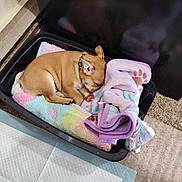 Mister is registered to the contest to win money with this photo: puppy, dog, sleeping, blanket, bed, indoor, cozy, pet, tan, small_dog, plastic_container, floor, training_pad, collar, cute, resting, fur, animal, comfort, relaxing