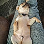Mister joined the competition — help win amazing prizes! puppy, dog, sleeping, tattoo, legs, gray_pants, collar, relaxing, indoor, brown_fur, black_nails, person, casual_clothing, nap, cute, pet, resting, cozy, comfort, home