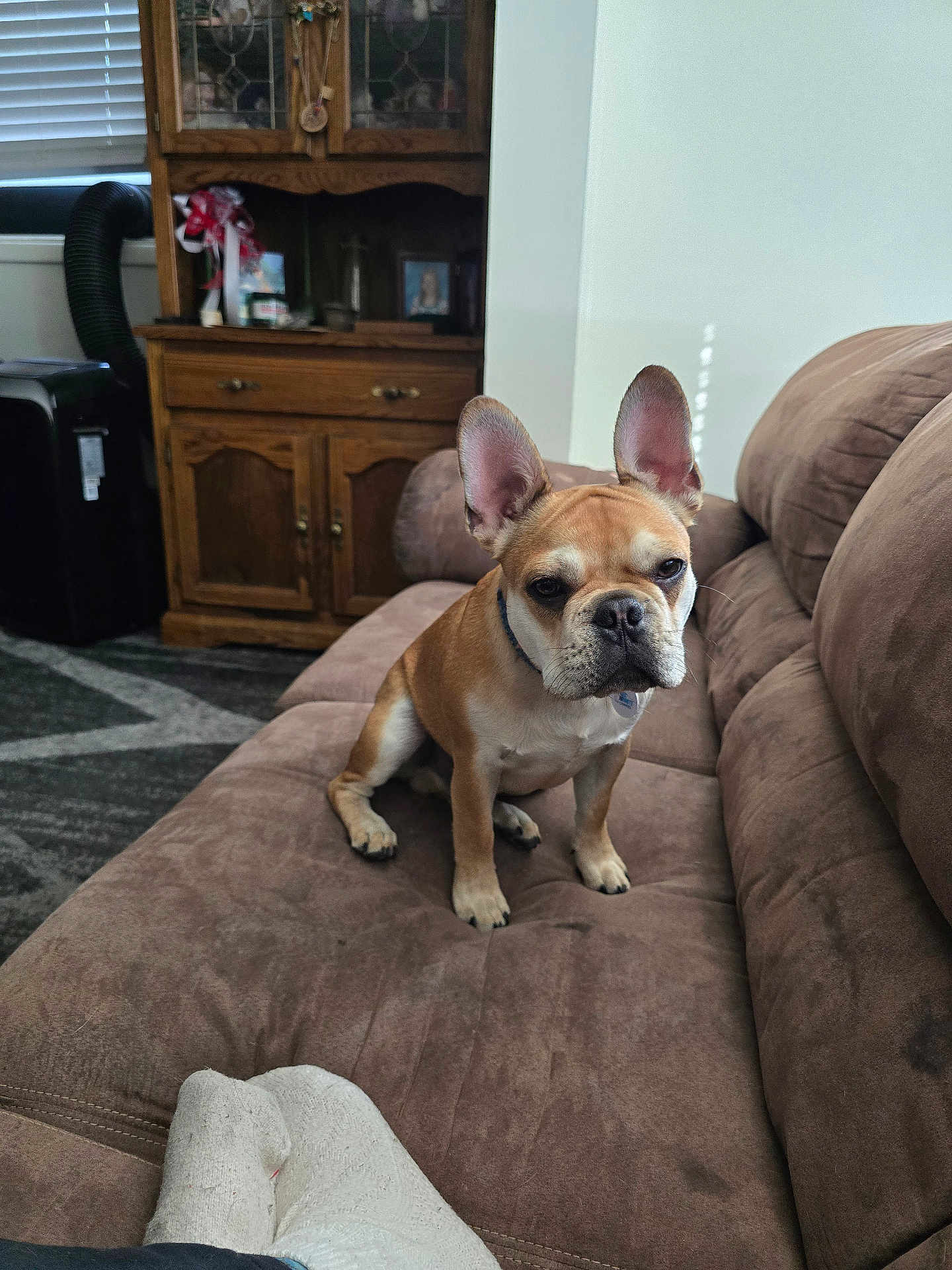 Mister is registered to the contest to win money with this photo: dog, french_bulldog, brown_couch, indoor, living_room, wooden_cabinet, window, blinds, socks, feet, pet, animal, furniture, carpet, relaxing, home, cute, ears, alert, seated