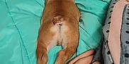 Mister is registered to the contest to win money with this photo: dog, bed, blanket, hand, tattoo, sleeping, pajamas, indoor, paw, resting, relaxation, furry, canine, comfort, cozy, lying_down, human, pet, animal, sleep