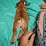 dog, bed, blanket, hand, tattoo, sleeping, pajamas, indoor, paw, resting, relaxation, furry, canine, comfort, cozy, lying_down, human, pet, animal, sleep