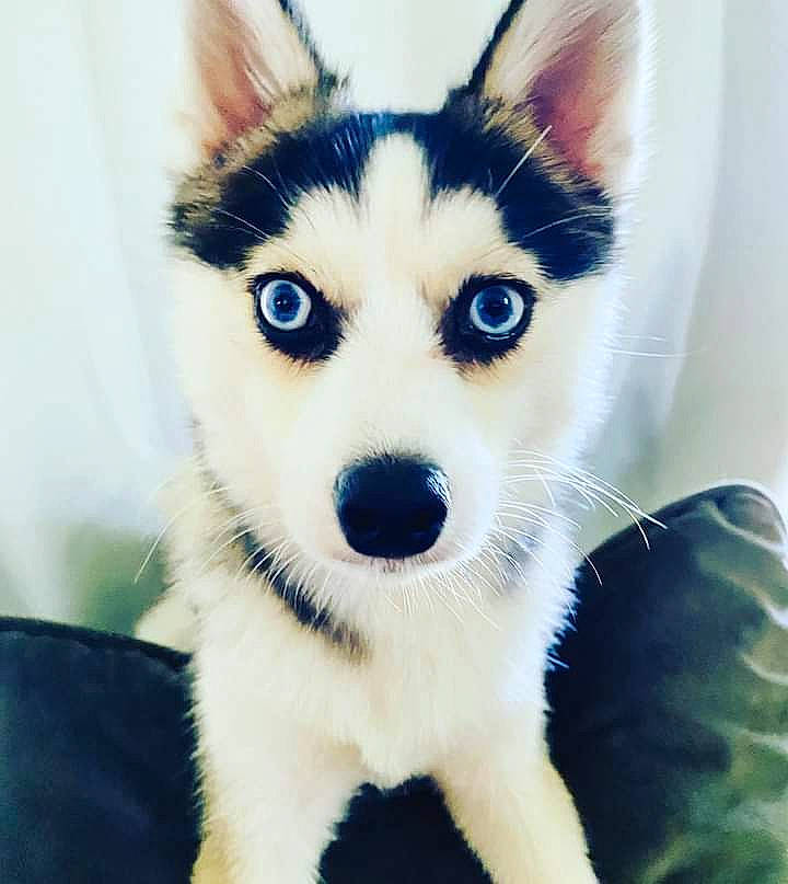 Dakota joined the competition — help win amazing prizes! canidae, carnivore, dog, dog_breed, fur, iris, jaw, neck, sled_dog, snapshot, snout, terrestrial_animal, vertebrate, whiskers, white, working_animal