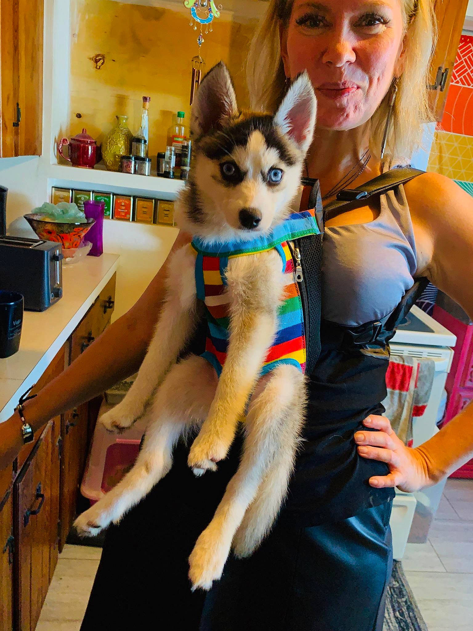 Dakota joined the competition — help win amazing prizes! cabinetry, canidae, carnivore, companion_dog, countertop, cupboard, dog, dog_breed, dog_supply, drawer, fur, gas_stove, home_appliance, houseplant, kitchen, kitchen_appliance, major_appliance, non_sporting_group, small_appliance, vertebrate