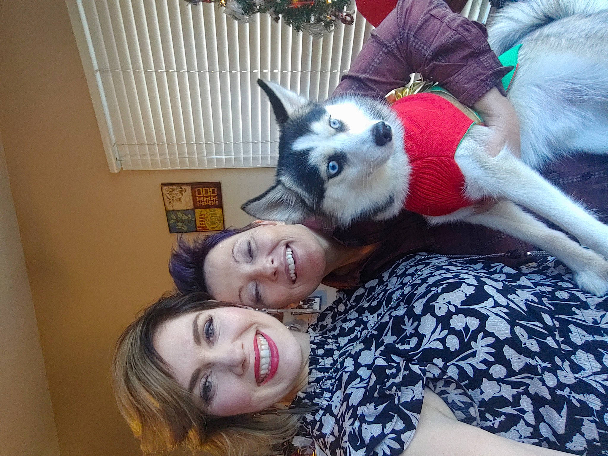 Dakota joined the competition — help win amazing prizes! alaskan_klee_kai, canidae, carnivore, collar, companion_dog, dog, dog_breed, dog_clothes, dog_supply, fur, happy, iris, jaw, northern_inuit_dog, pet_supply, portrait_photography, sled_dog, sporting_group, tooth, working_animal