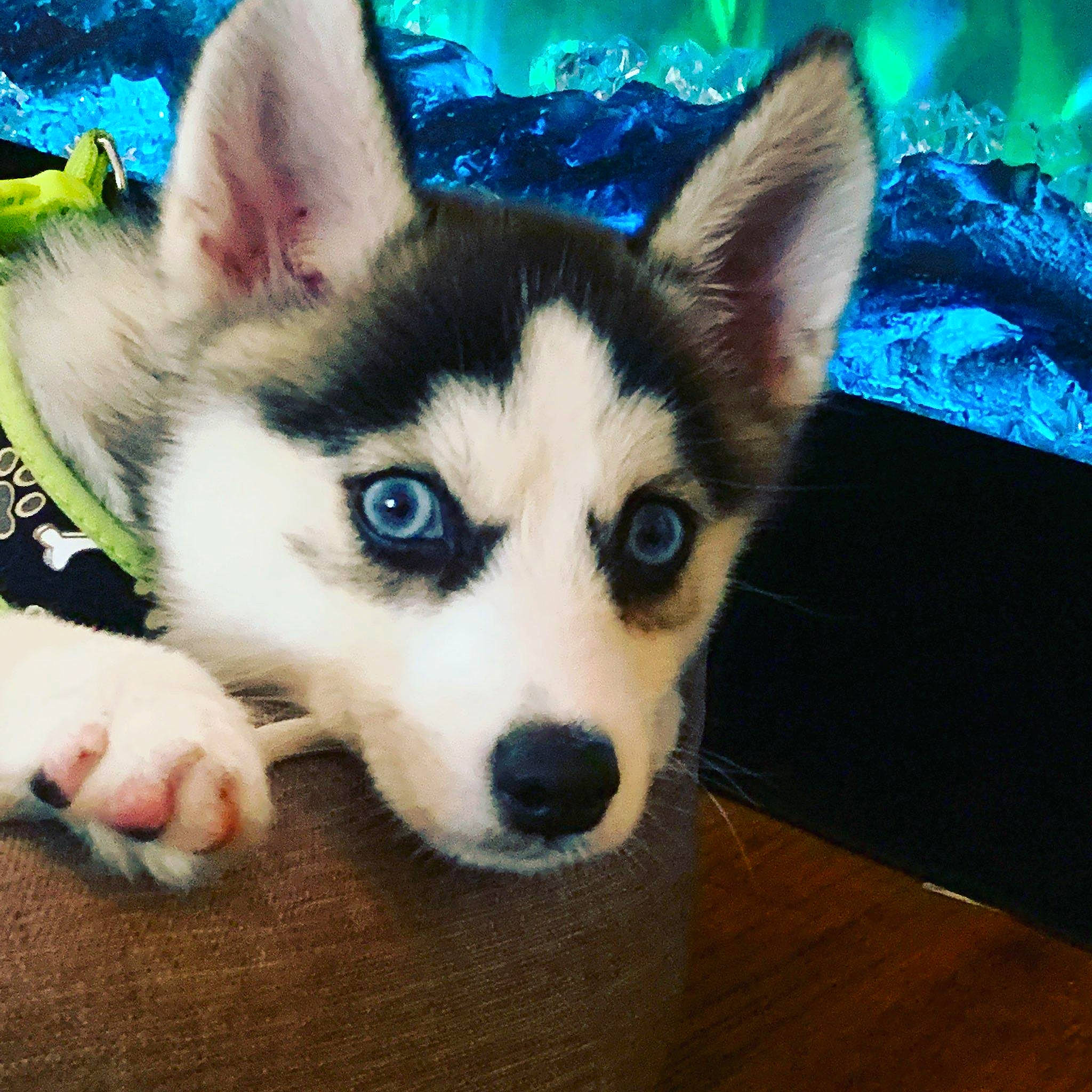 Dakota is registered to the contest to win money with this photo: canidae, carnivore, dog, dog_breed, fur, iris, sled_dog, snout, square, whiskers, working_animal, working_dog