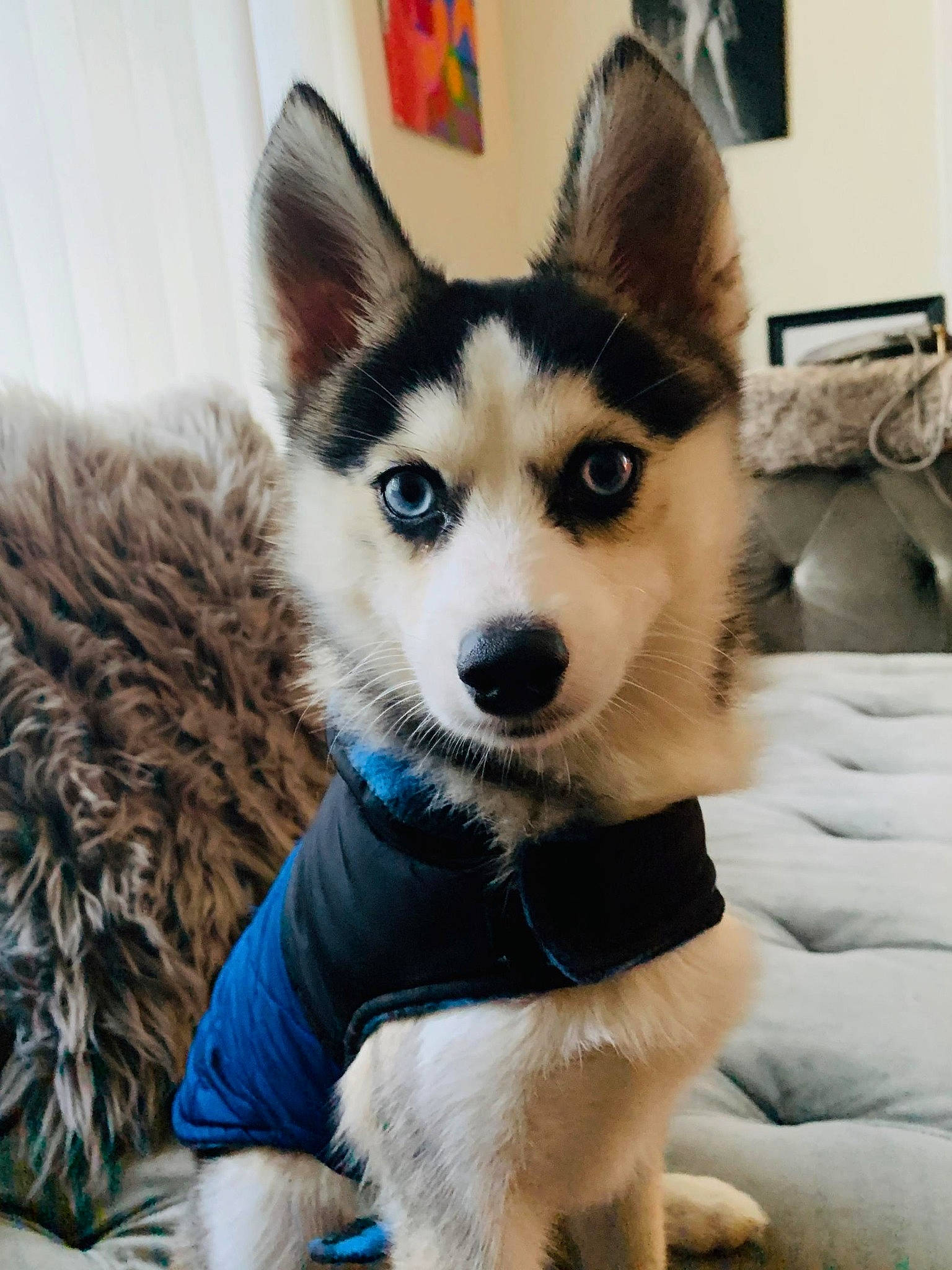 Dakota is registered to the contest to win money with this photo: canidae, carnivore, collar, companion_dog, dog, dog_breed, dog_supply, fur, pet_supply, picture_frame, sled_dog, snout, sporting_group, whiskers, working_animal, working_dog