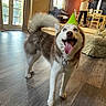 dog, husky, party_hat, tongue_out, indoor, living_room, wooden_floor, person, furniture, table, chair, curtains, window, smiling, pet, celebration, happy, canine, domestic_animal, house
