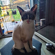 Timo a rejoint le concours — aidez-le/la à gagner de superbes lots ! cat, indoor, blue_eyes, mask_pattern, cushion, glass_door, garden, daylight, pet, animal, feline, sitting, calm, curious, whiskers, ears, tail, floor, home, window